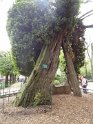 2013-05-02 11-45-53 Rando Paris-Robinier DLe